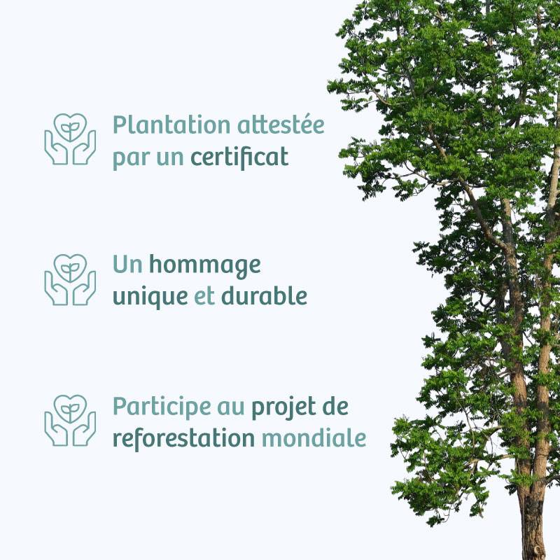 Planter un arbre en hommage à Mr. Pierre NEGRE